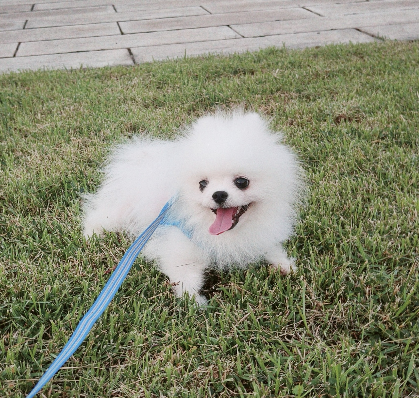 My Pomeranian dog